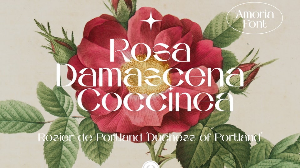 Amoria Font