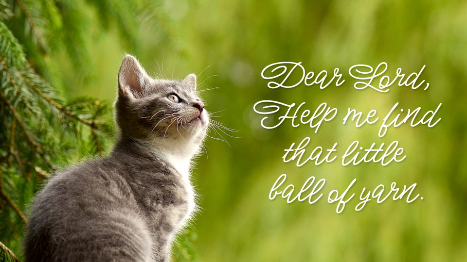 Meow Script Font