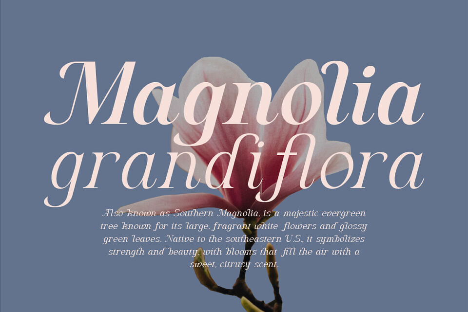 Algra Molta Font
