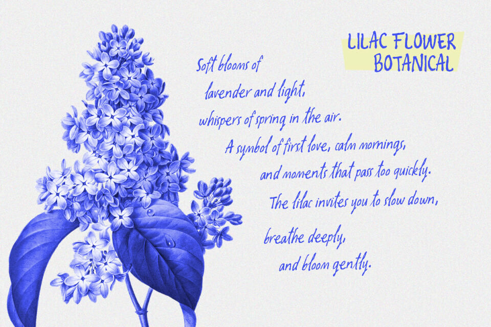 Oliver Whisper Font