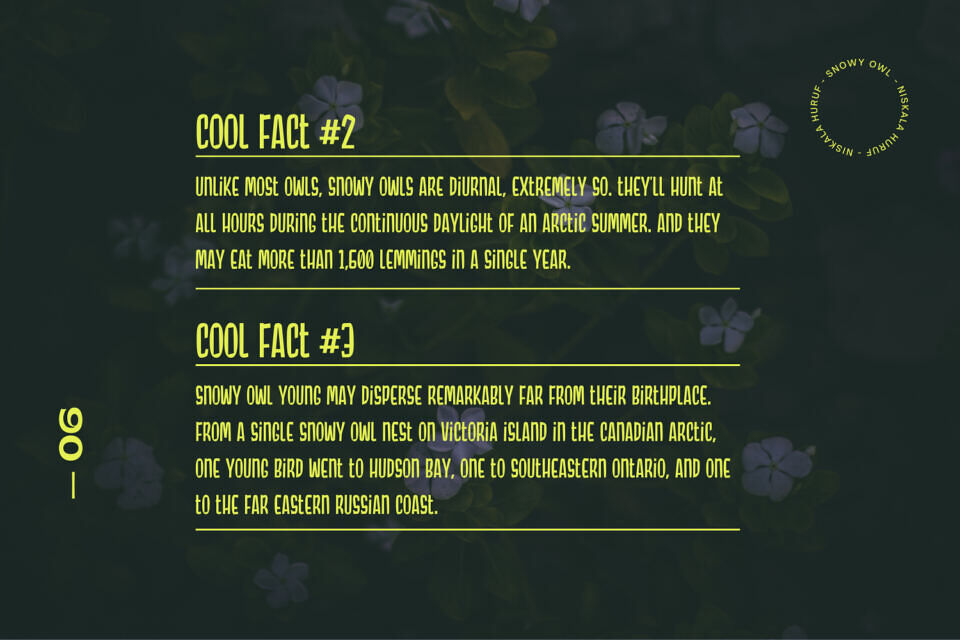 Snowy Owl Font
