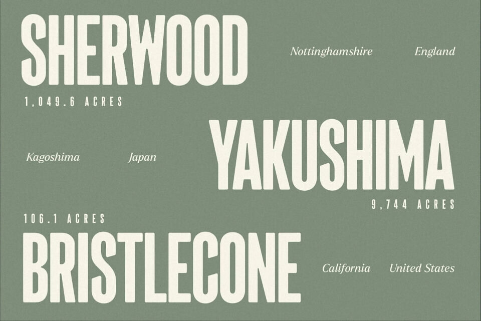Sherman Font