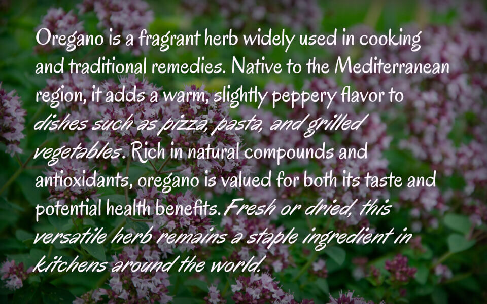 Oregano Font